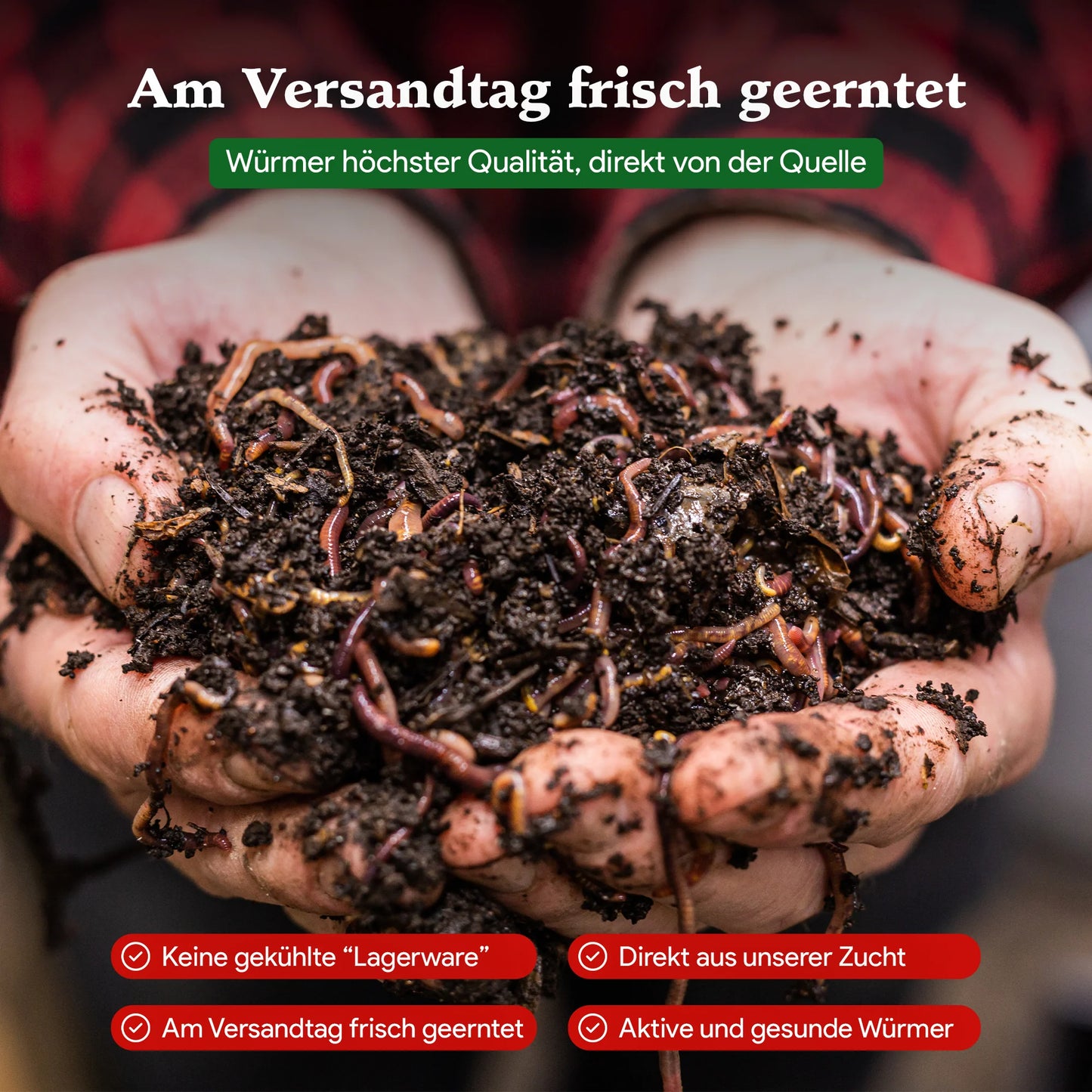 Living Soil Kompostwürmer