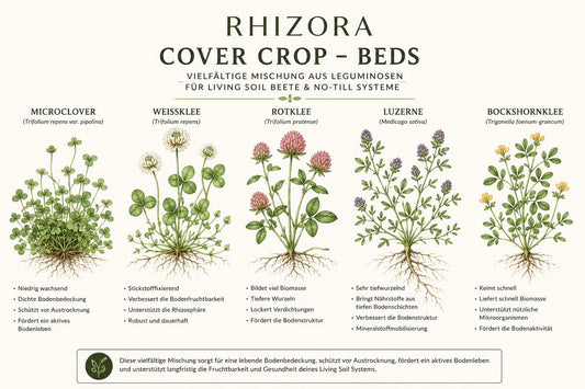 RHIZORA Cover Crop – Beds