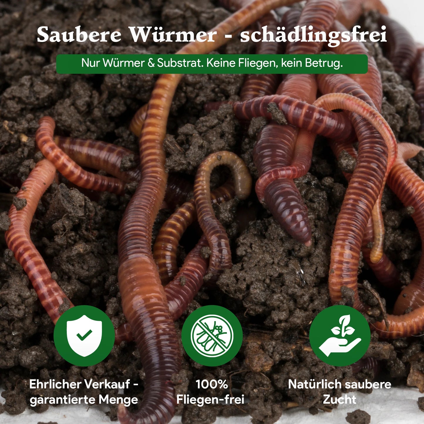 Living Soil Kompostwürmer