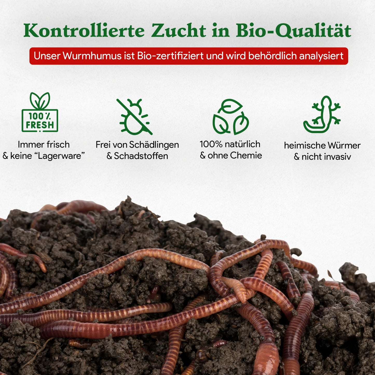 Living Soil Kompostwürmer