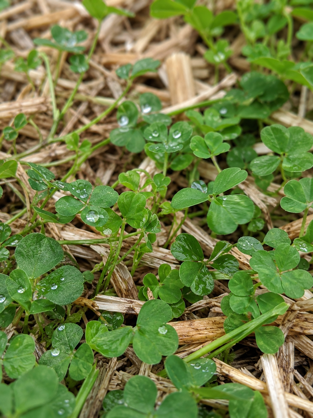 Mulch & Cover Crop Set – Pots
